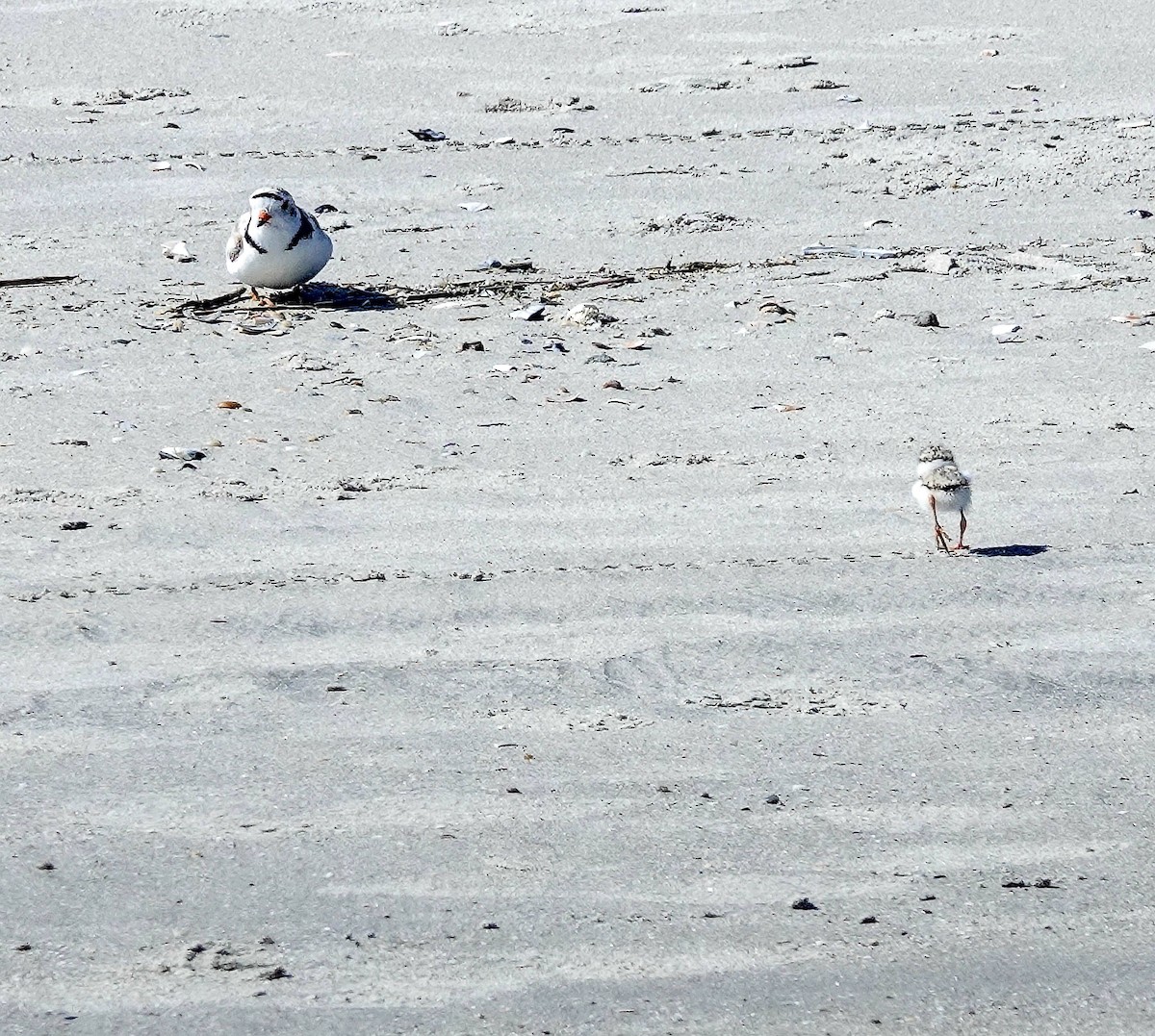 Piping Plover - ML620728378