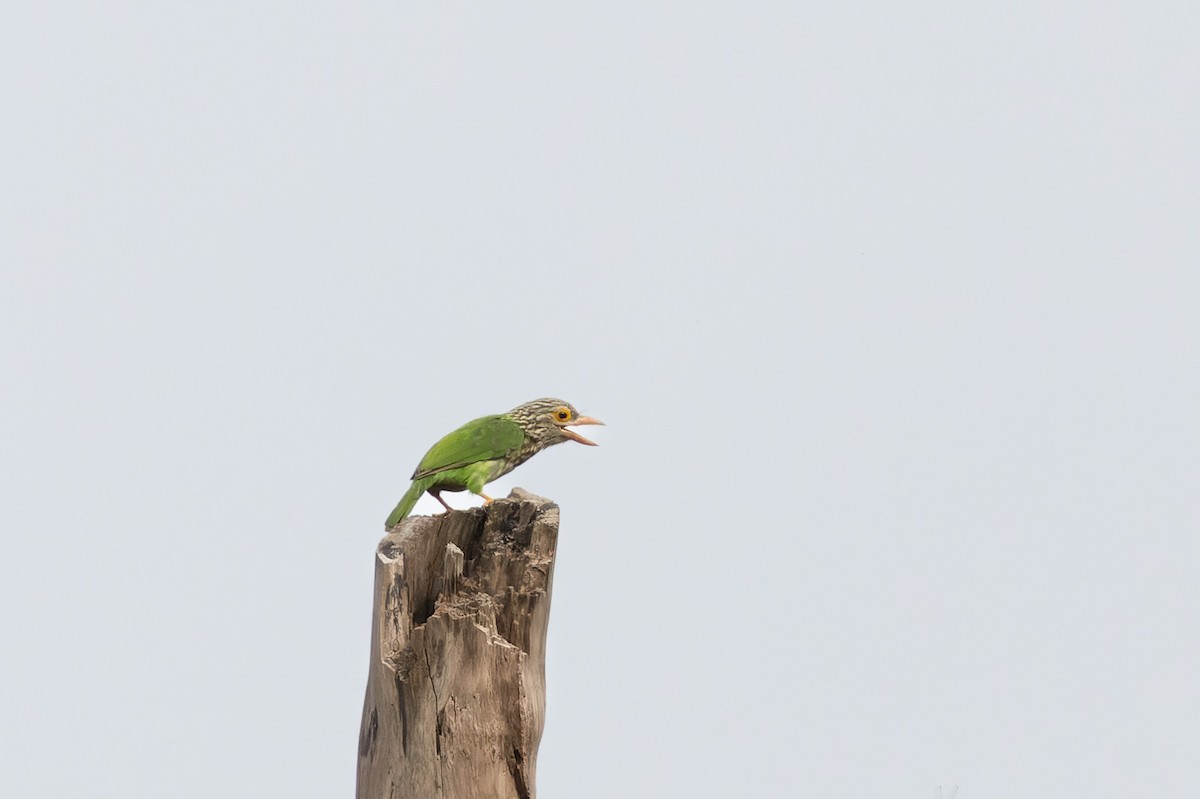 Lineated Barbet - ML620728394