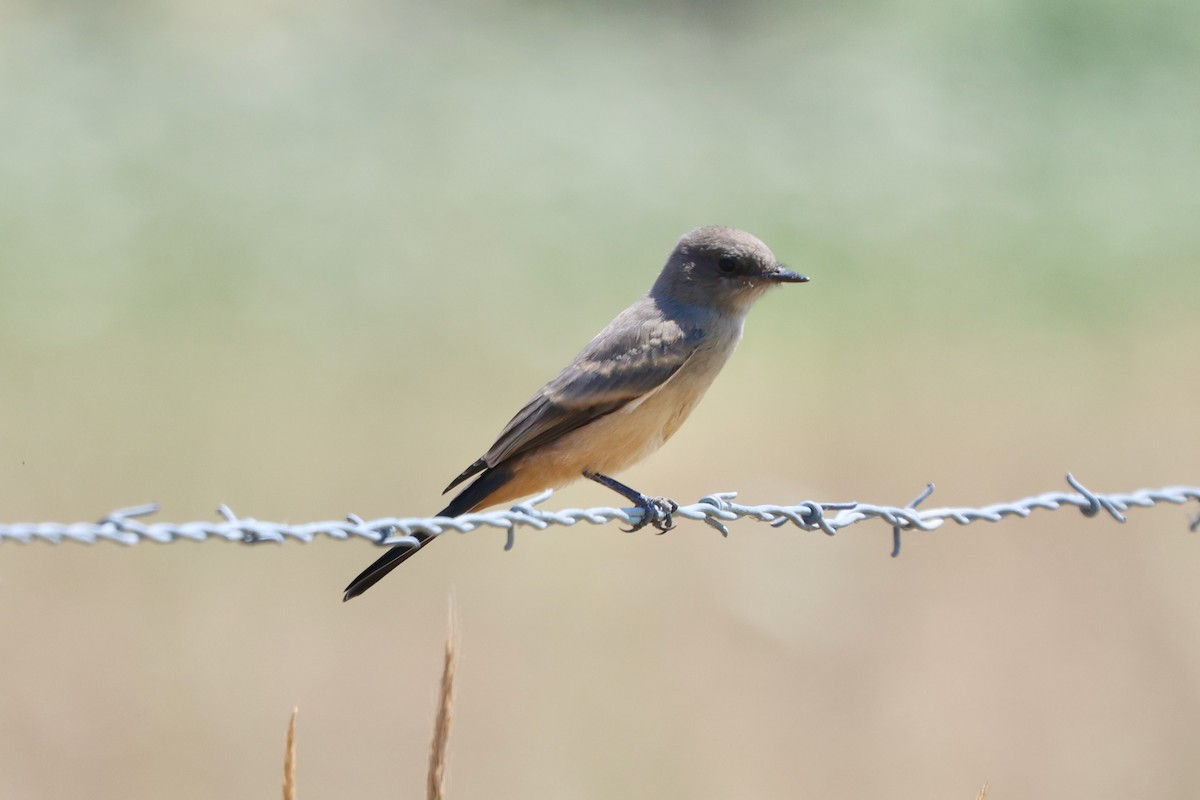 Say's Phoebe - Scott Morrical