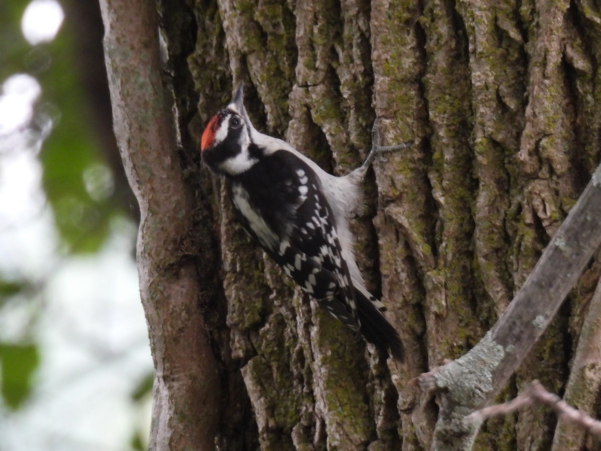 Downy Woodpecker (Eastern) - ML620728413