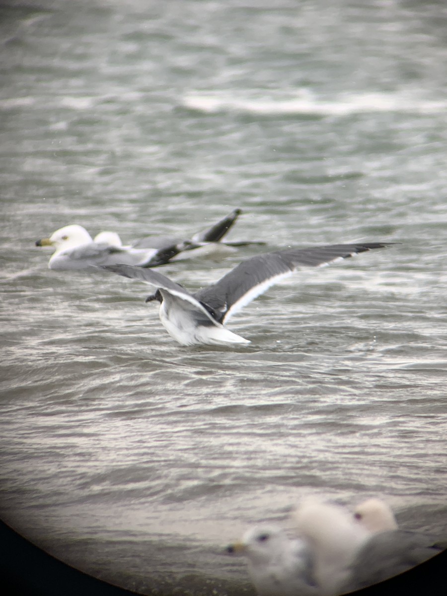 Laughing Gull - Tarik Shahzad