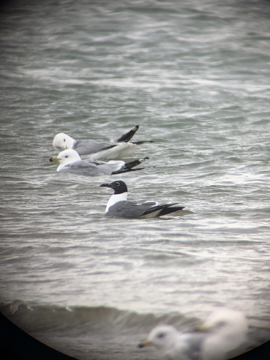 Laughing Gull - ML620728415