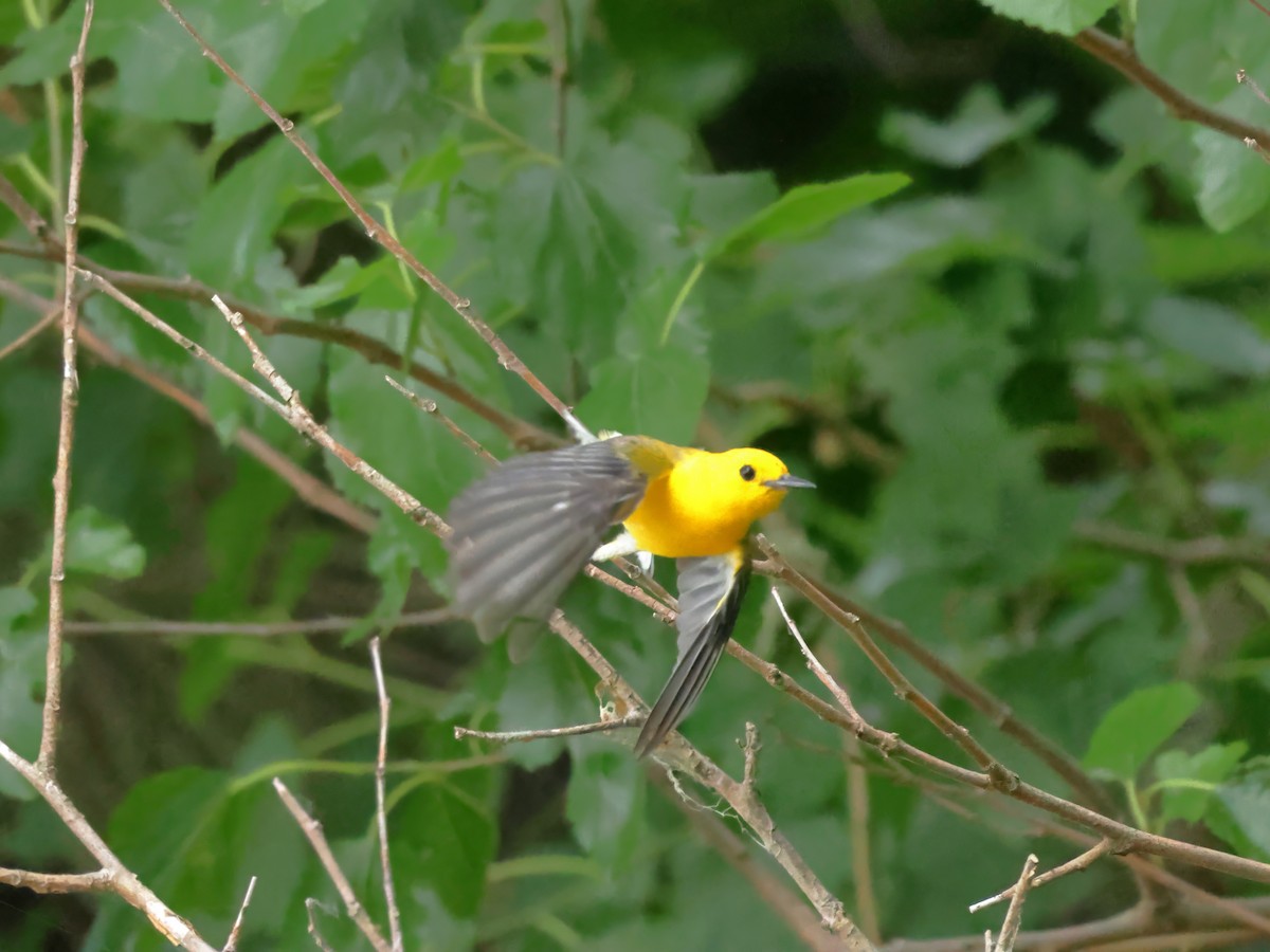 Prothonotary Warbler - ML620728416