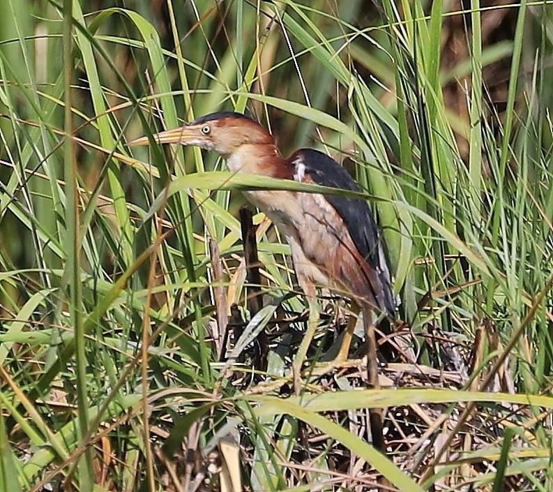 Least Bittern - ML620728417