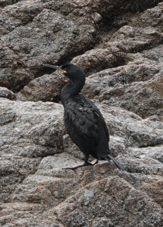 Cormorán Moñudo - ML620728427