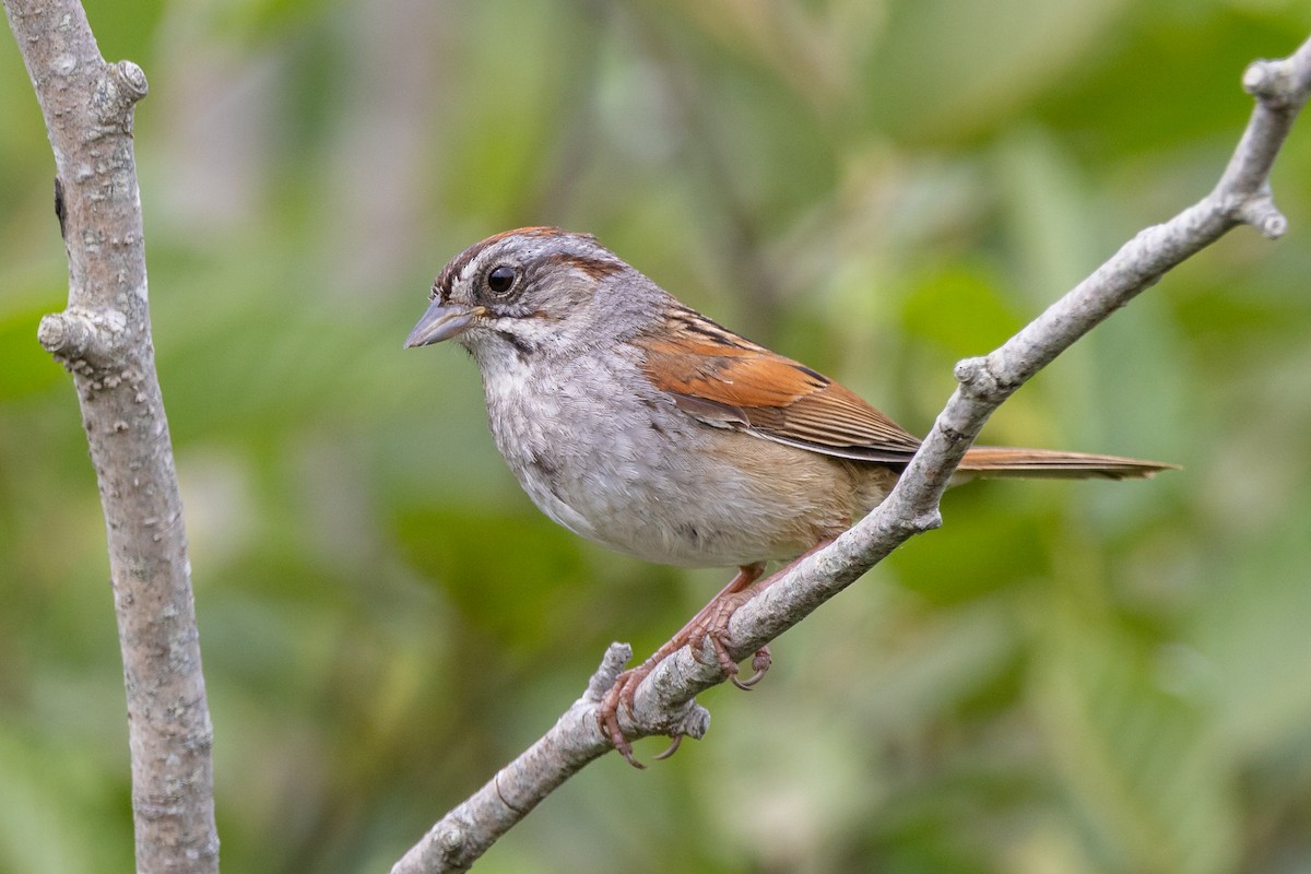 Swamp Sparrow - ML620728429