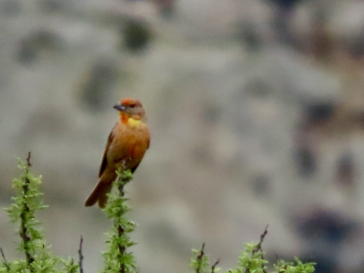 Hepatic Tanager - ML620728433