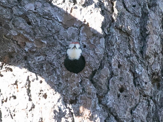 White-headed Woodpecker - Larry Schmahl