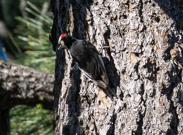 White-headed Woodpecker - ML620728445