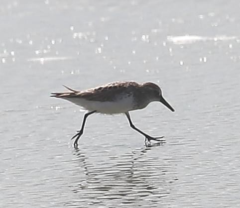 Semipalmated Sandpiper - ML620728462