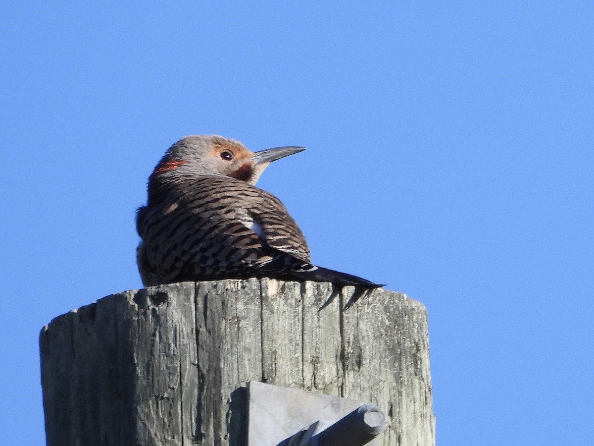 Northern Flicker (Yellow-shafted) - ML620728480