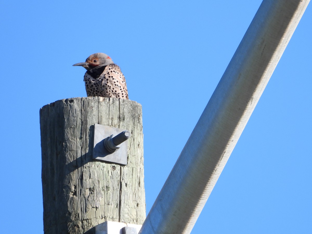 Northern Flicker (Yellow-shafted) - ML620728481