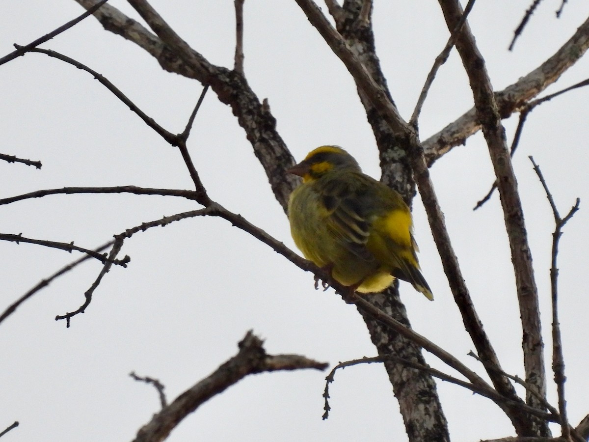 Yellow-fronted Canary - ML620728495