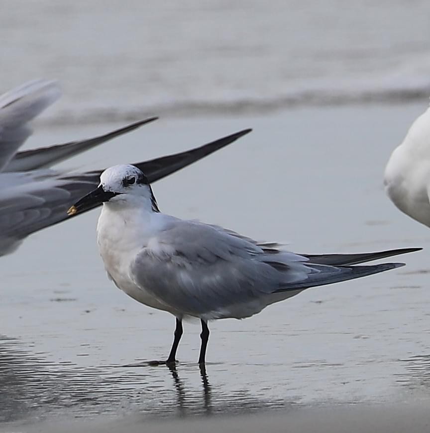 Sandwich Tern - ML620728503