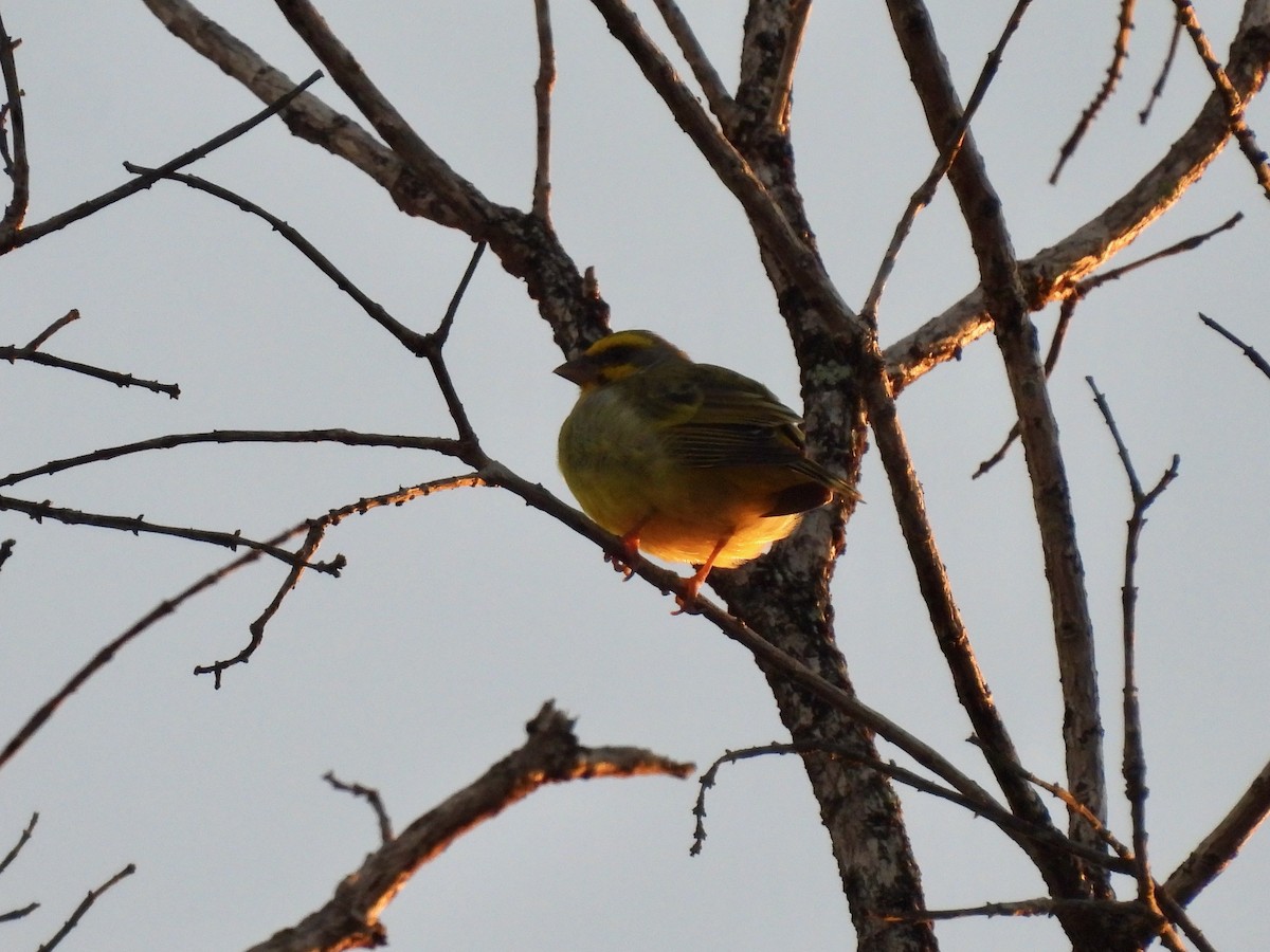 Yellow-fronted Canary - ML620728507