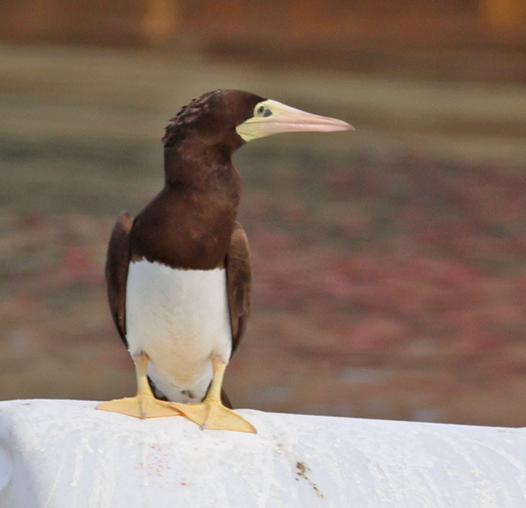 Brown Booby - ML620728509