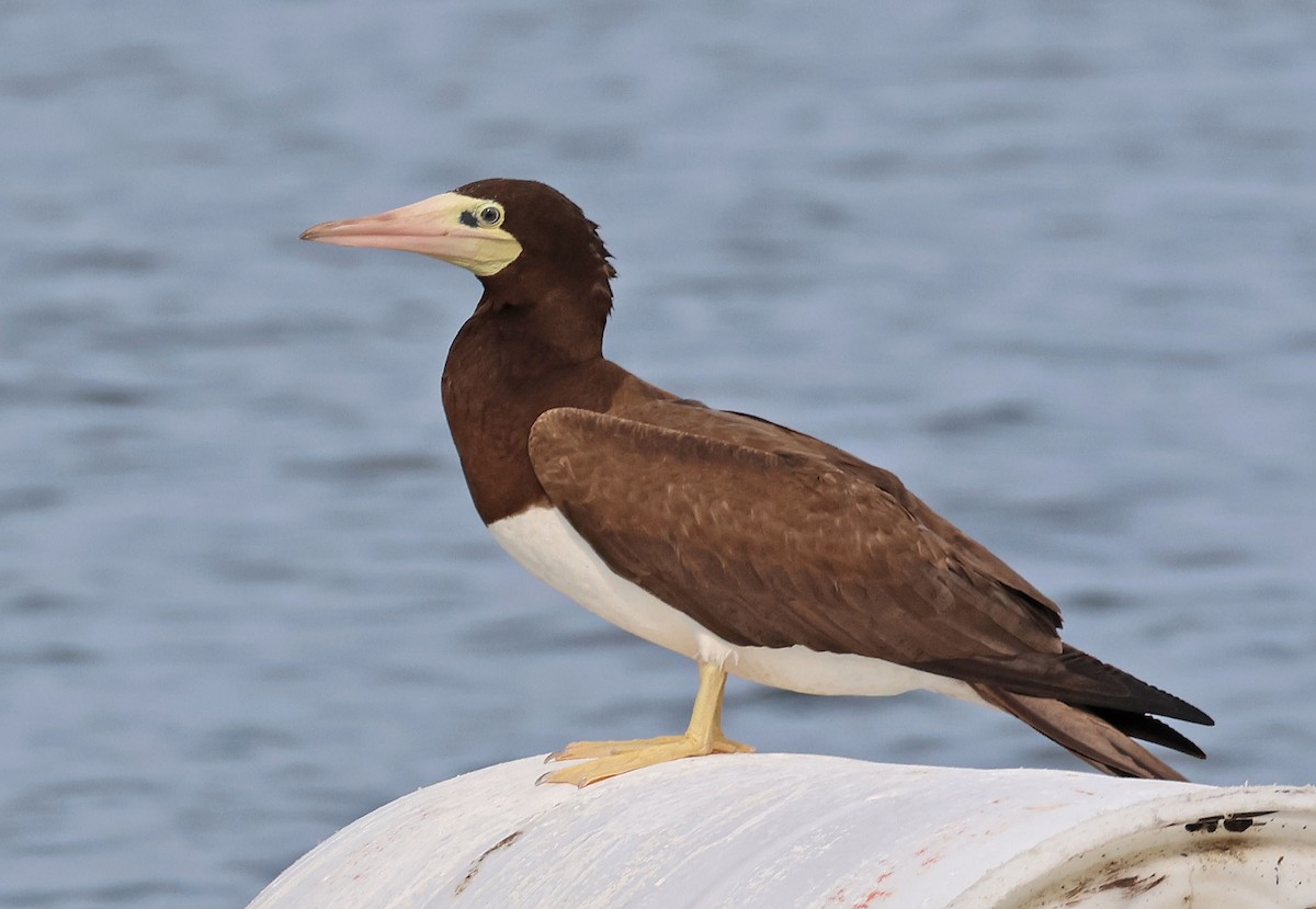 Brown Booby - ML620728510