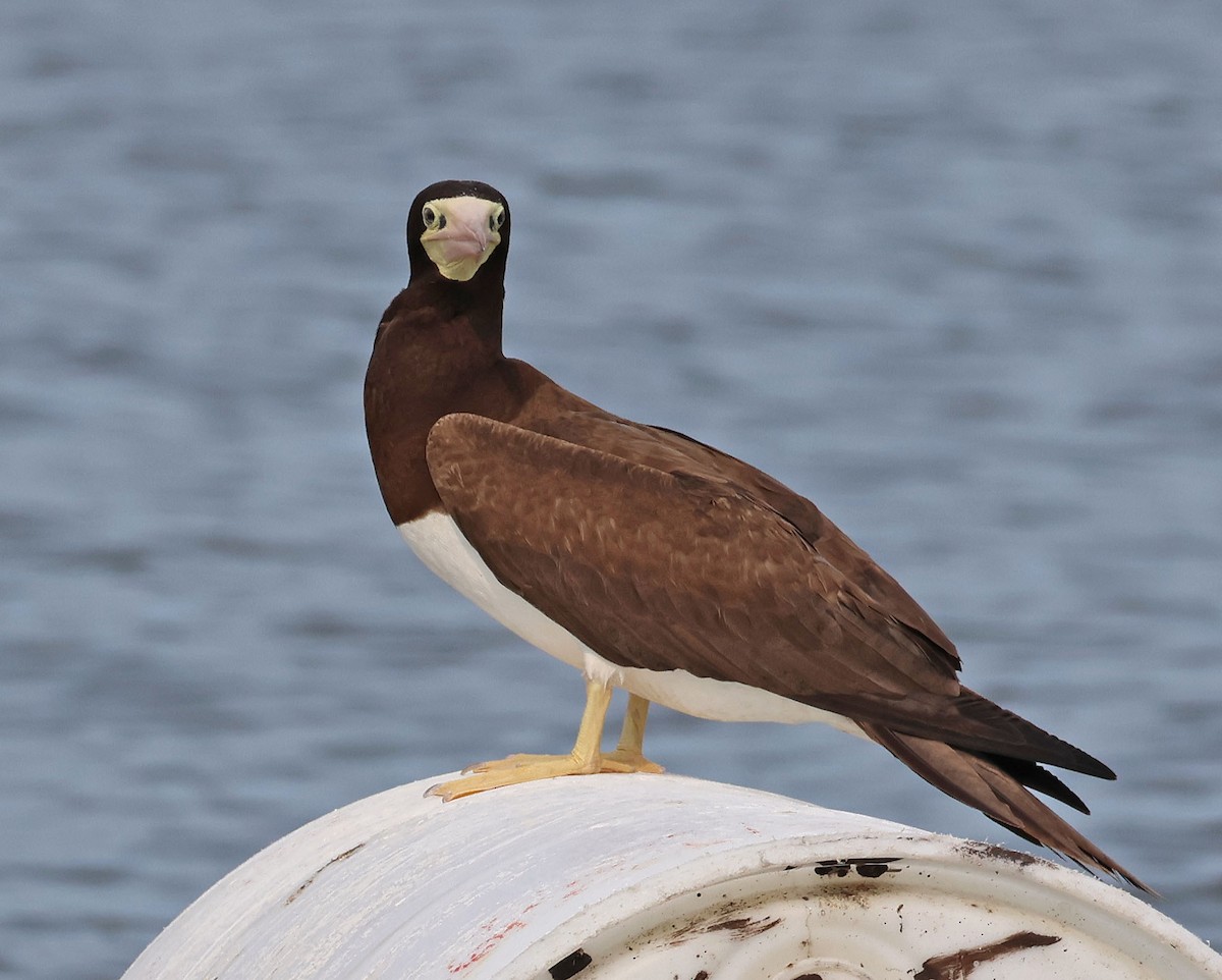 Brown Booby - ML620728511