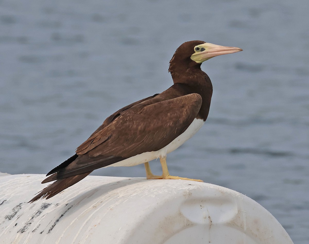 Brown Booby - ML620728512