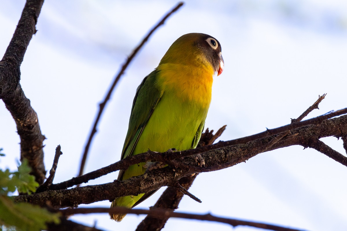 Yellow-collared Lovebird - ML620728514