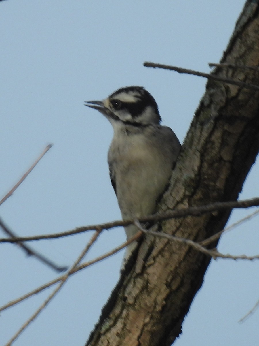 Downy Woodpecker - ML620728521