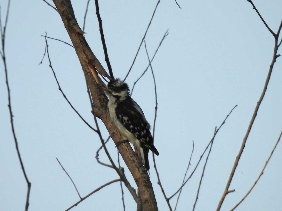 Downy Woodpecker - ML620728522