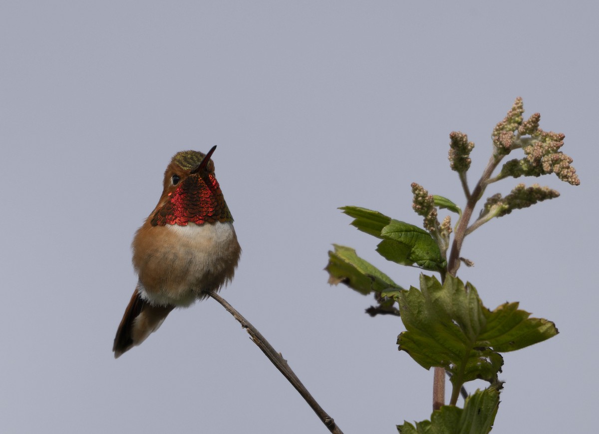 Rufous Hummingbird - ML620728533
