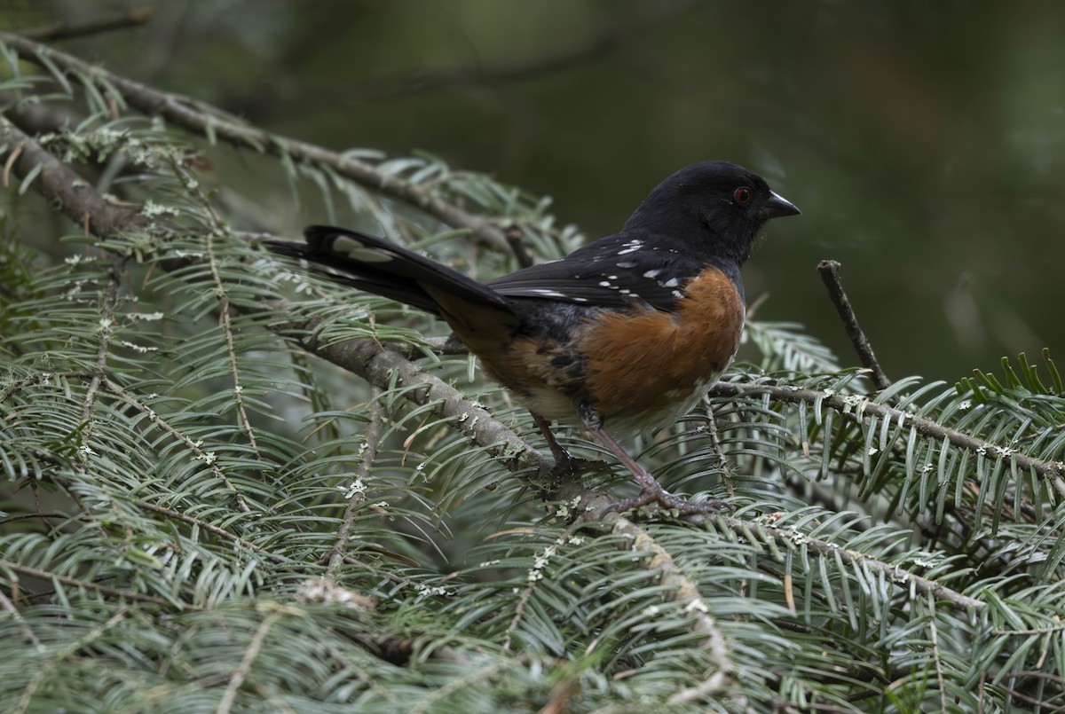 Spotted Towhee - ML620728540