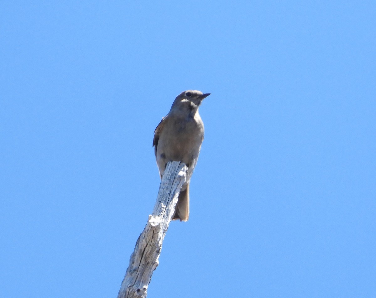 Townsend's Solitaire - ML620728556