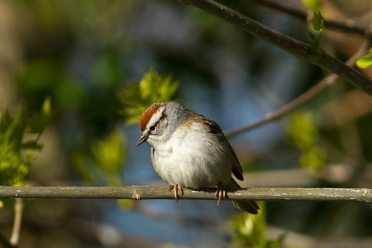 Chipping Sparrow - ML620728562