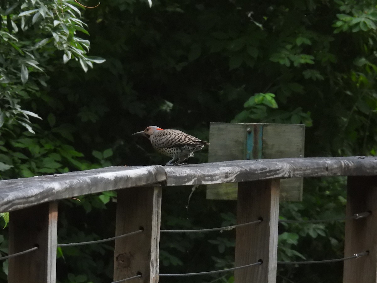 Northern Flicker (Yellow-shafted) - ML620728568