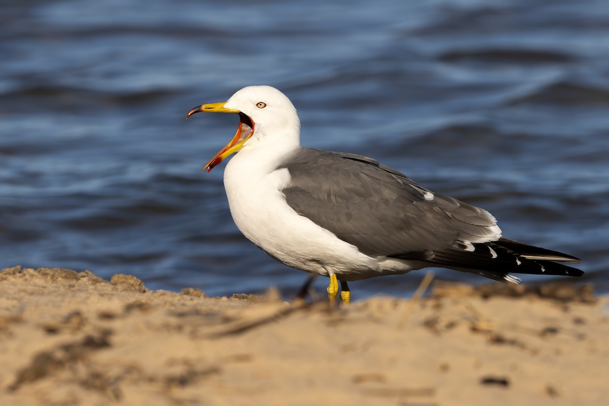 Black-tailed Gull - ML620728581