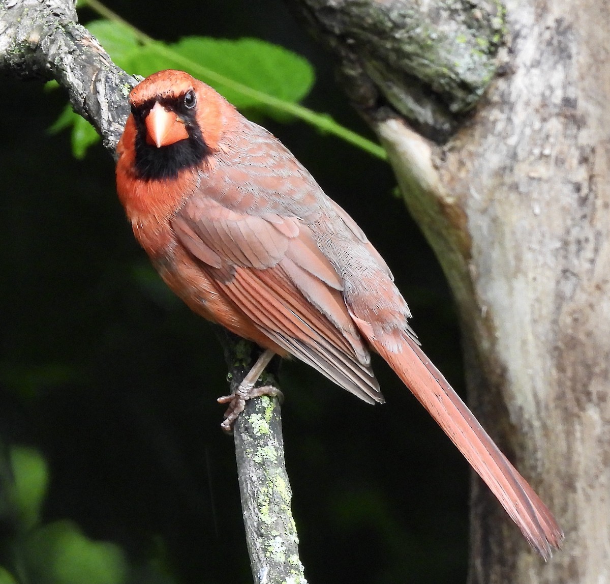 Cardinal rouge - ML620728585