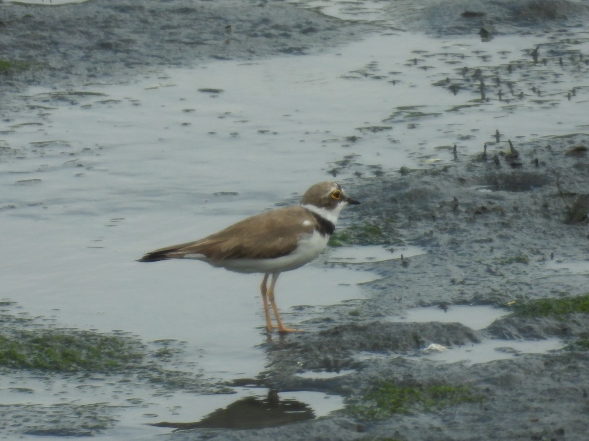 Little Ringed Plover - ML620728593