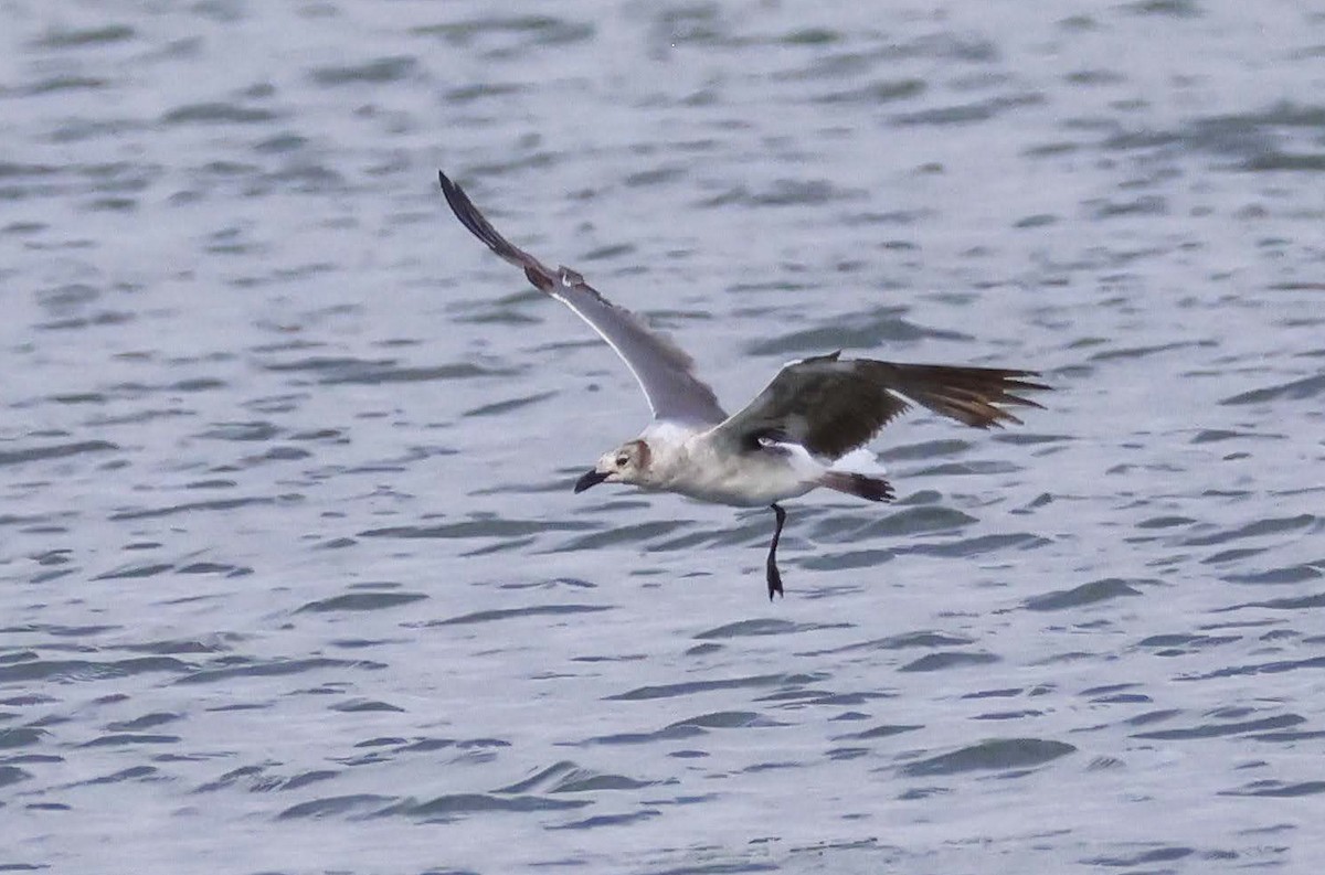 Laughing Gull - ML620728598