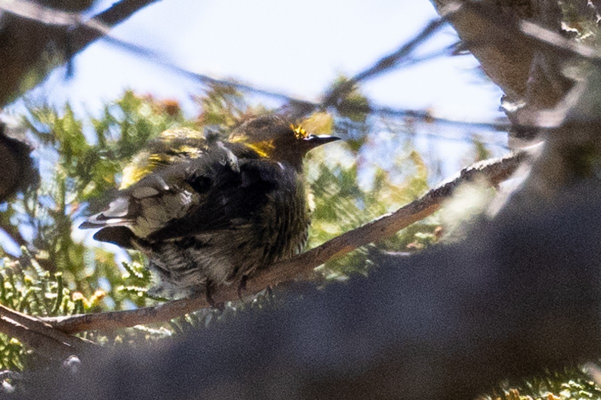 Cape May Warbler - ML620728637