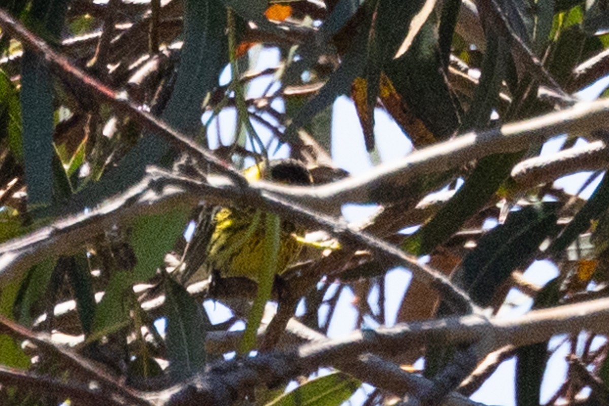 Cape May Warbler - ML620728638