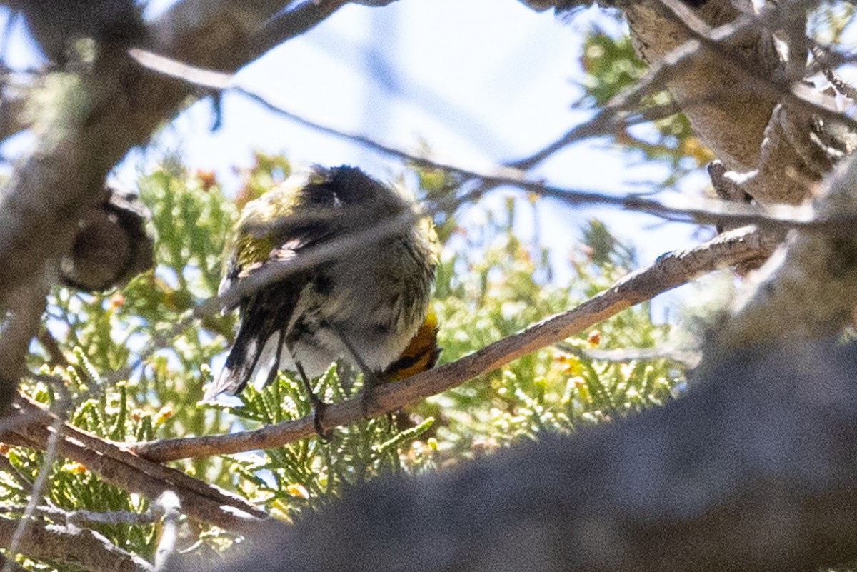 Cape May Warbler - ML620728639