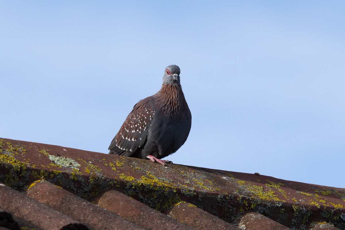 Pigeon roussard - ML620728640