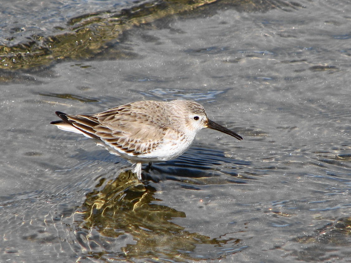 Dunlin - ML620728652