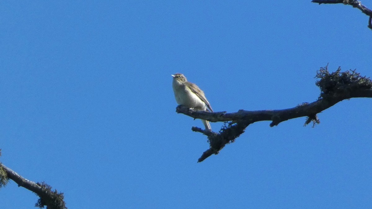 Common Chiffchaff - ML620728653