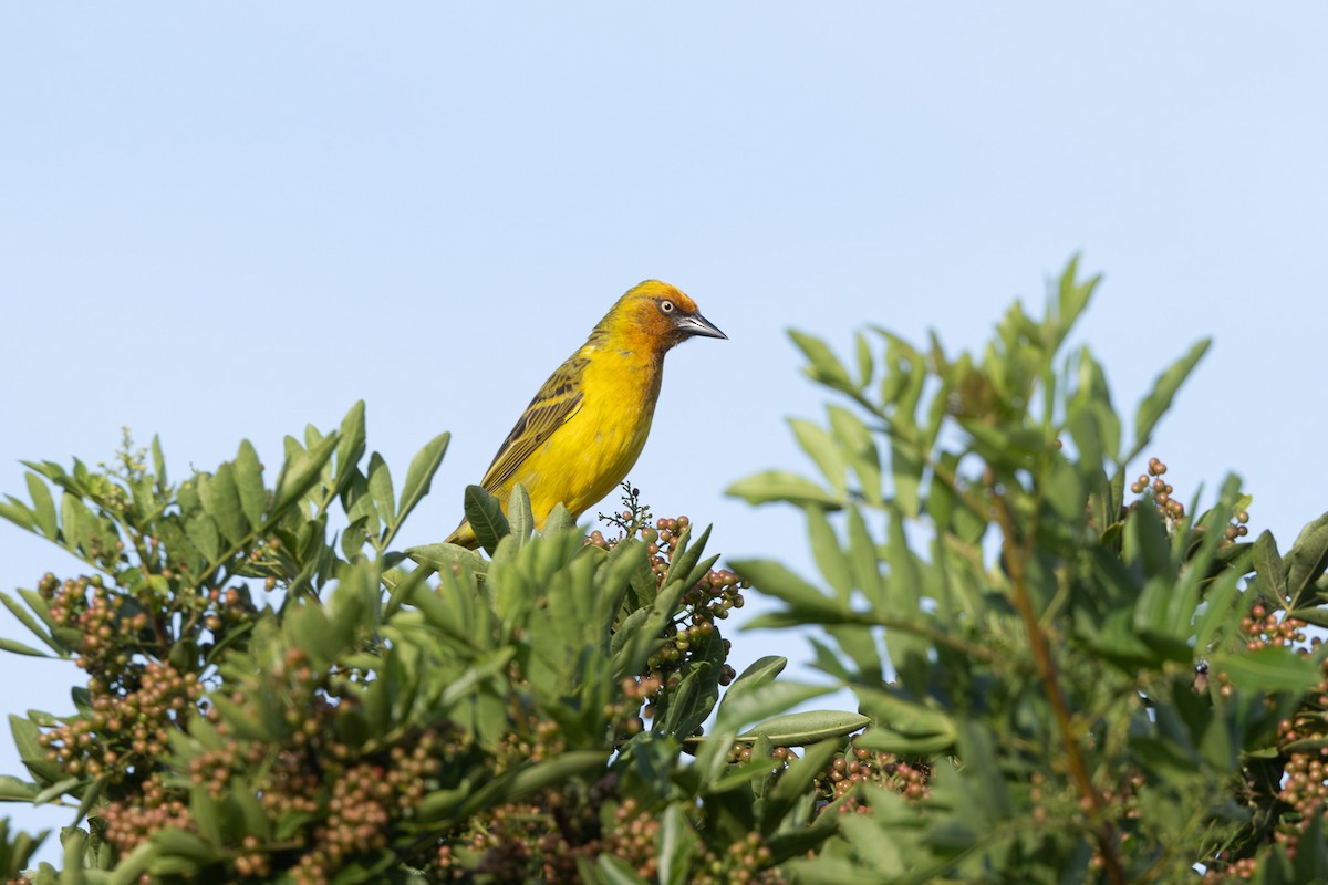 Cape Weaver - ML620728730