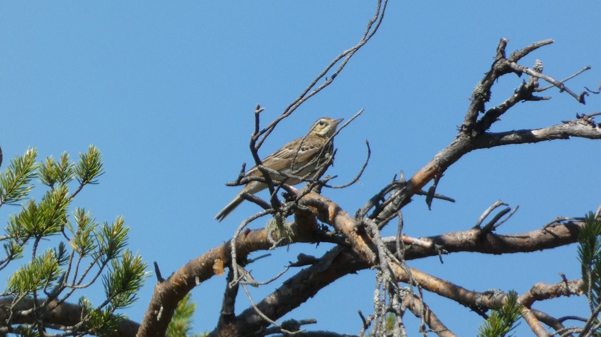 Tree Pipit - Malini Kaushik