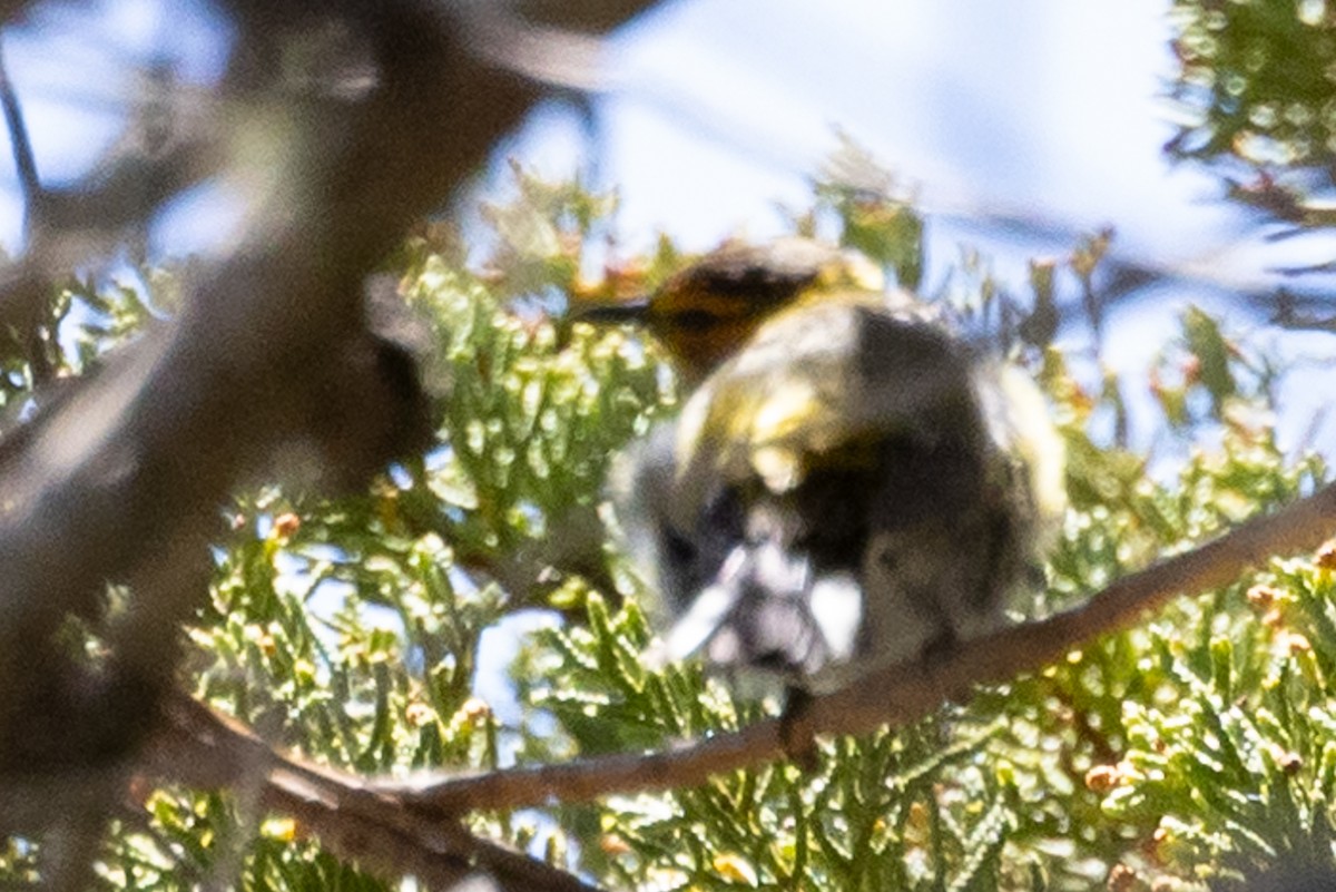 Cape May Warbler - ML620728781