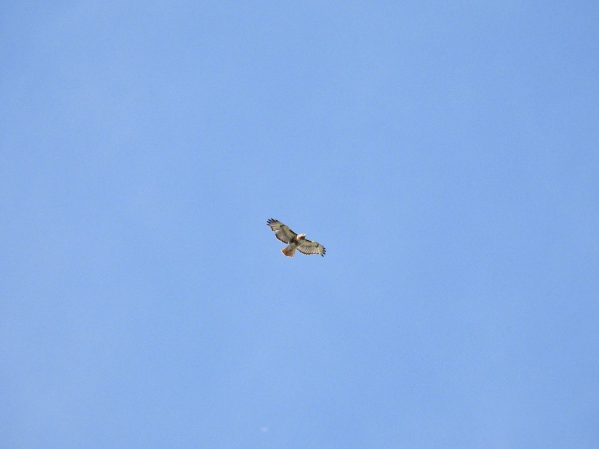 Red-tailed Hawk - ML620728788