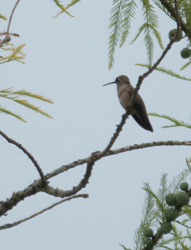 Black-chinned Hummingbird - ML620728792