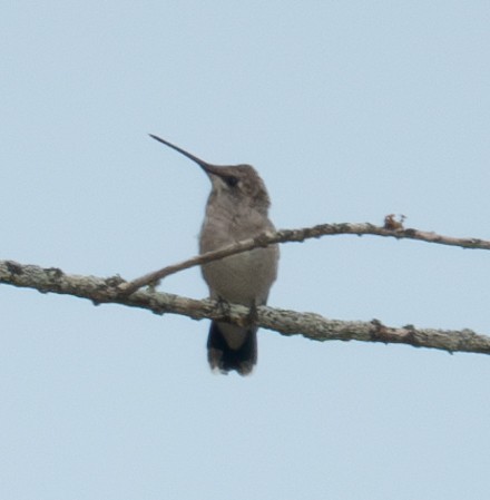 Black-chinned Hummingbird - ML620728793