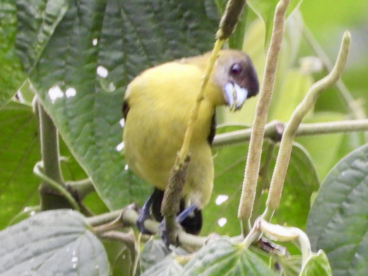 Flame-rumped Tanager (Lemon-rumped) - ML620728796