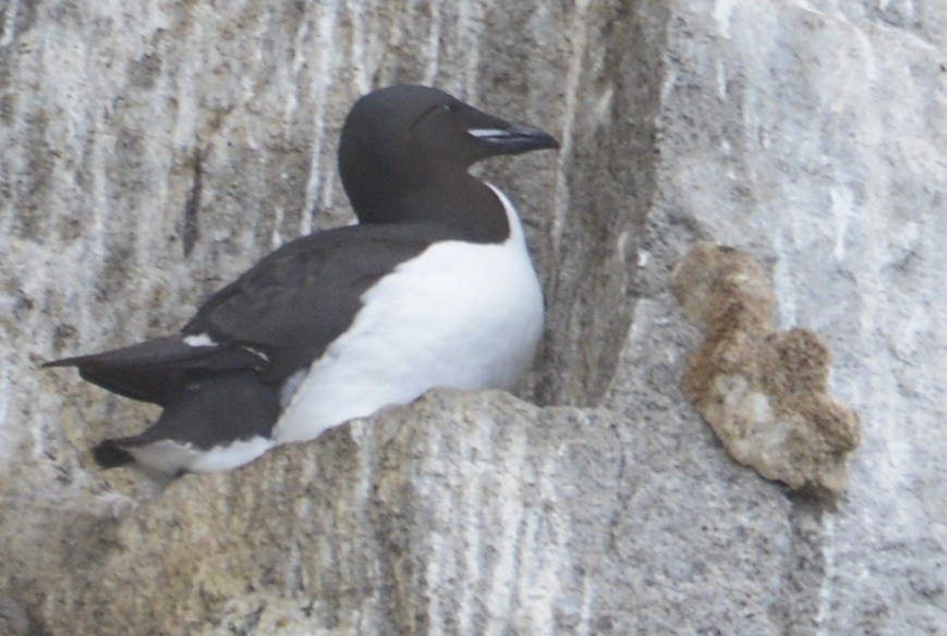 Thick-billed Murre - ML620728798