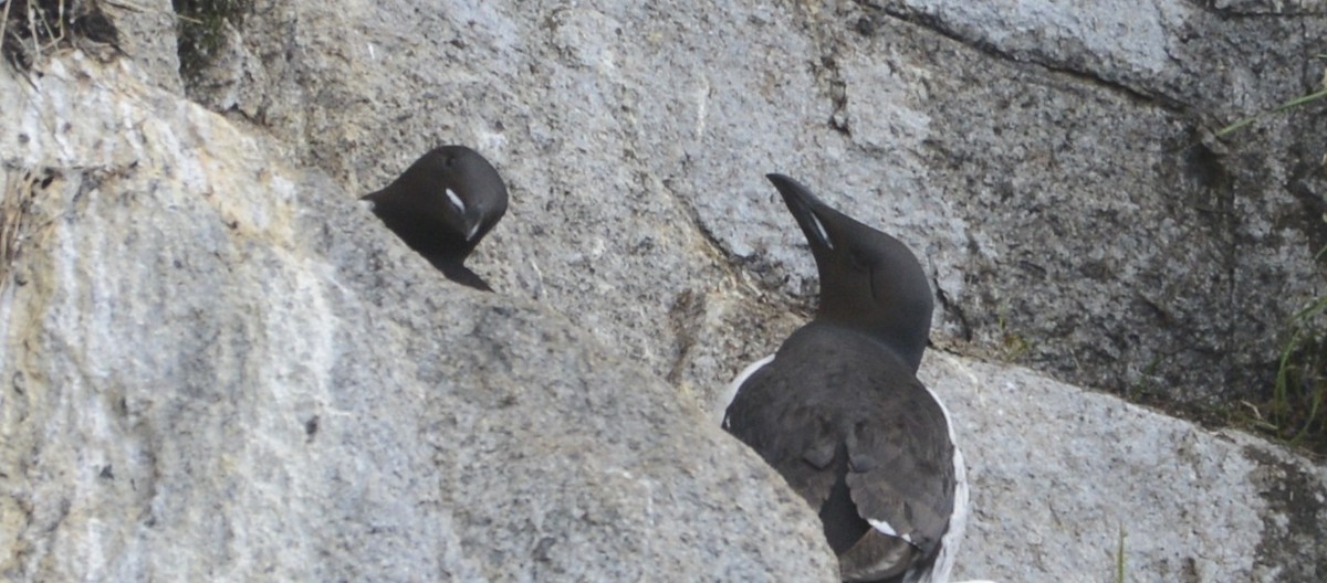 Thick-billed Murre - ML620728809